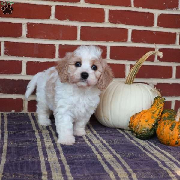 Alice, Cavachon Puppy